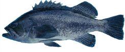 Blue Rockfish